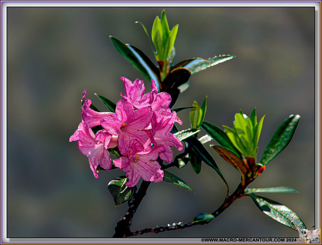 Rhodendrons